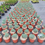 Borievka šupinatá (Juniperus squamata) ´BLUE STAR´ - ∅ 10-15 cm, kont. C3L